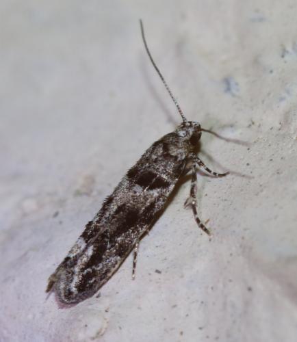 Réf. 263 063 : Recurvaria nanella